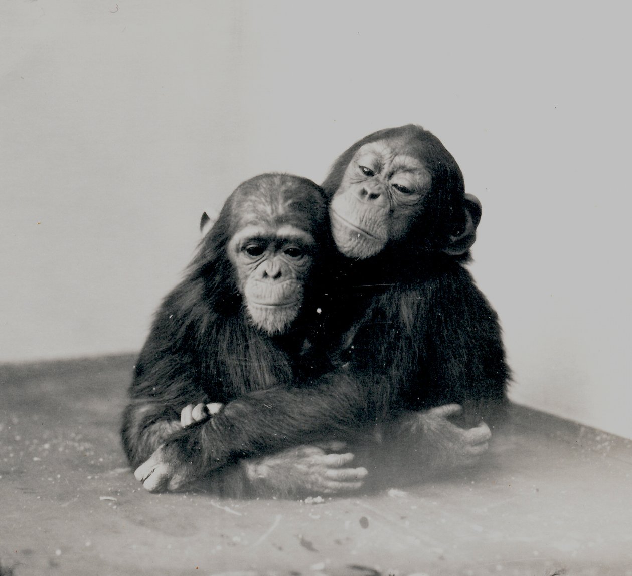 Johnnie et un ami, deux chimpanzés du zoo de Londres, 1923 - Frederick William Bond