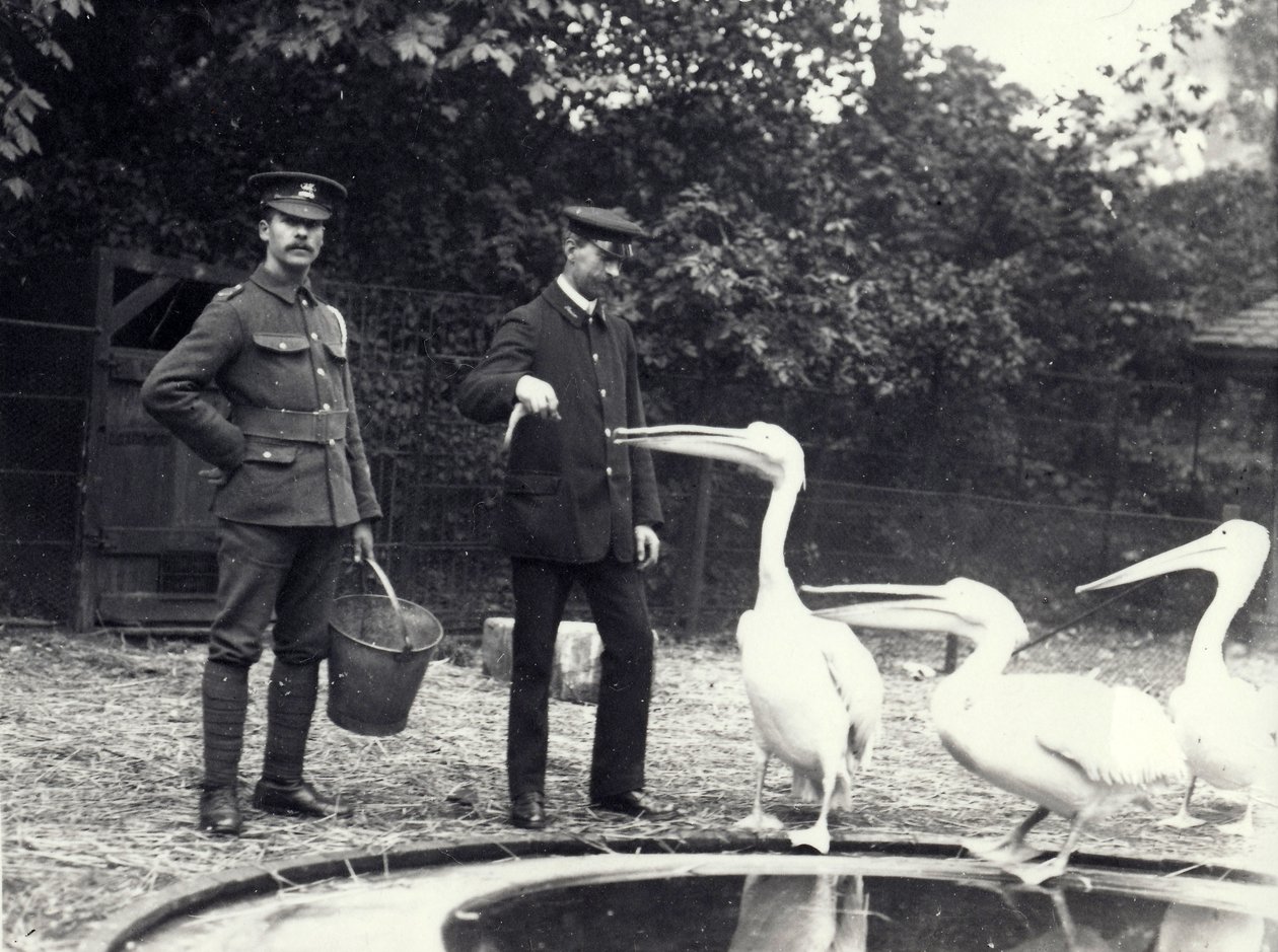 Les gardiens Alf Taylor (à droite) et Bodman (à gauche) nourrissant des poissons aux pélicans au bord de la piscine au zoo de Londres, octobre 1915 - Frederick William Bond