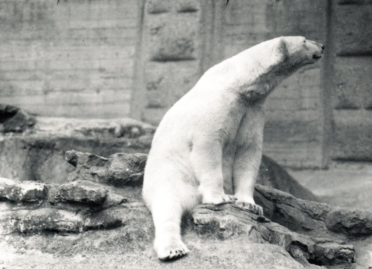 Ours polaire assis, 1924 - Frederick William Bond
