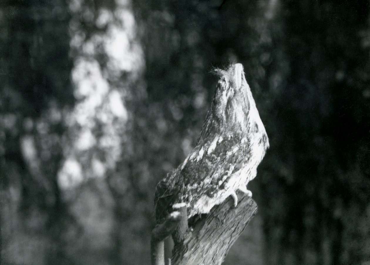 Le plumage cryptique et la pose de repos d