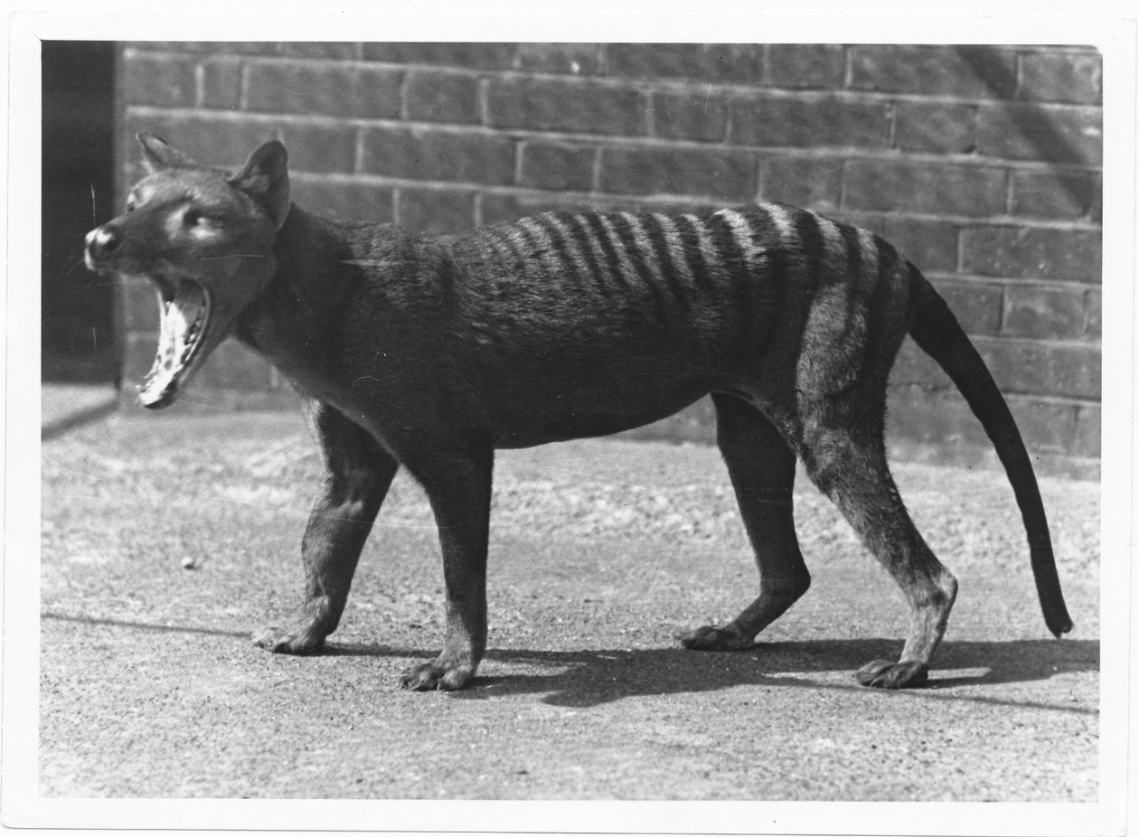 Le tigre de Tasmanie maintenant éteint, ou Thylacine, 1914 - Frederick William Bond