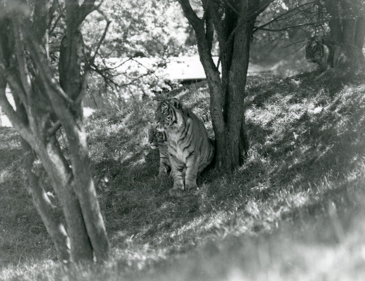 Trois tigres se reposant sous de petits arbres dans leur nouvelle enceinte à Whipsnade, mai 1934 - Frederick William Bond