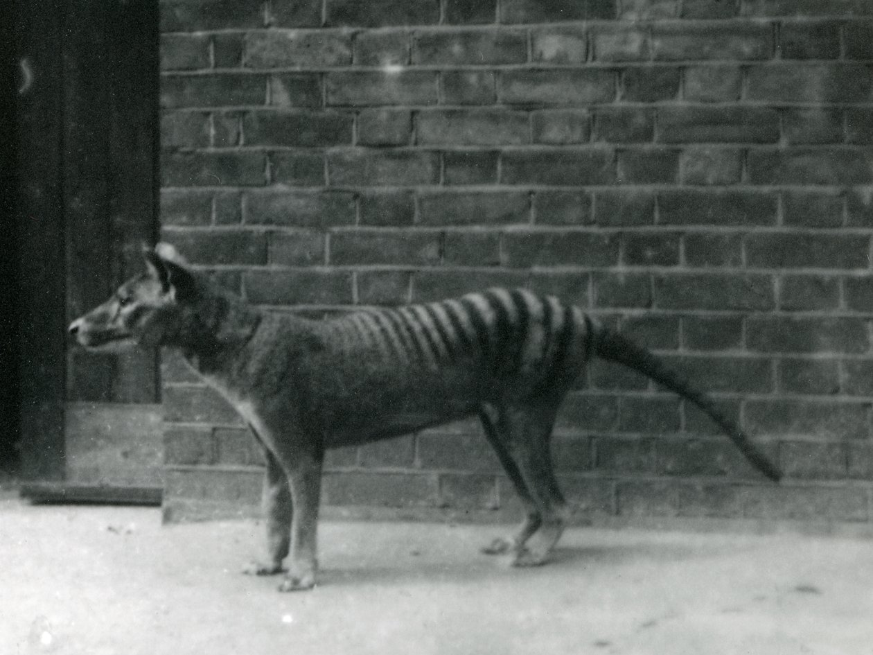 Thylacine Loup de Tasmanie au zoo de Londres. Le Thylacine est supposé éteint depuis 1933. En tout, le zoo de Londres a exposé 20 Thylacines entre 1850 et 1931. - Frederick William Bond