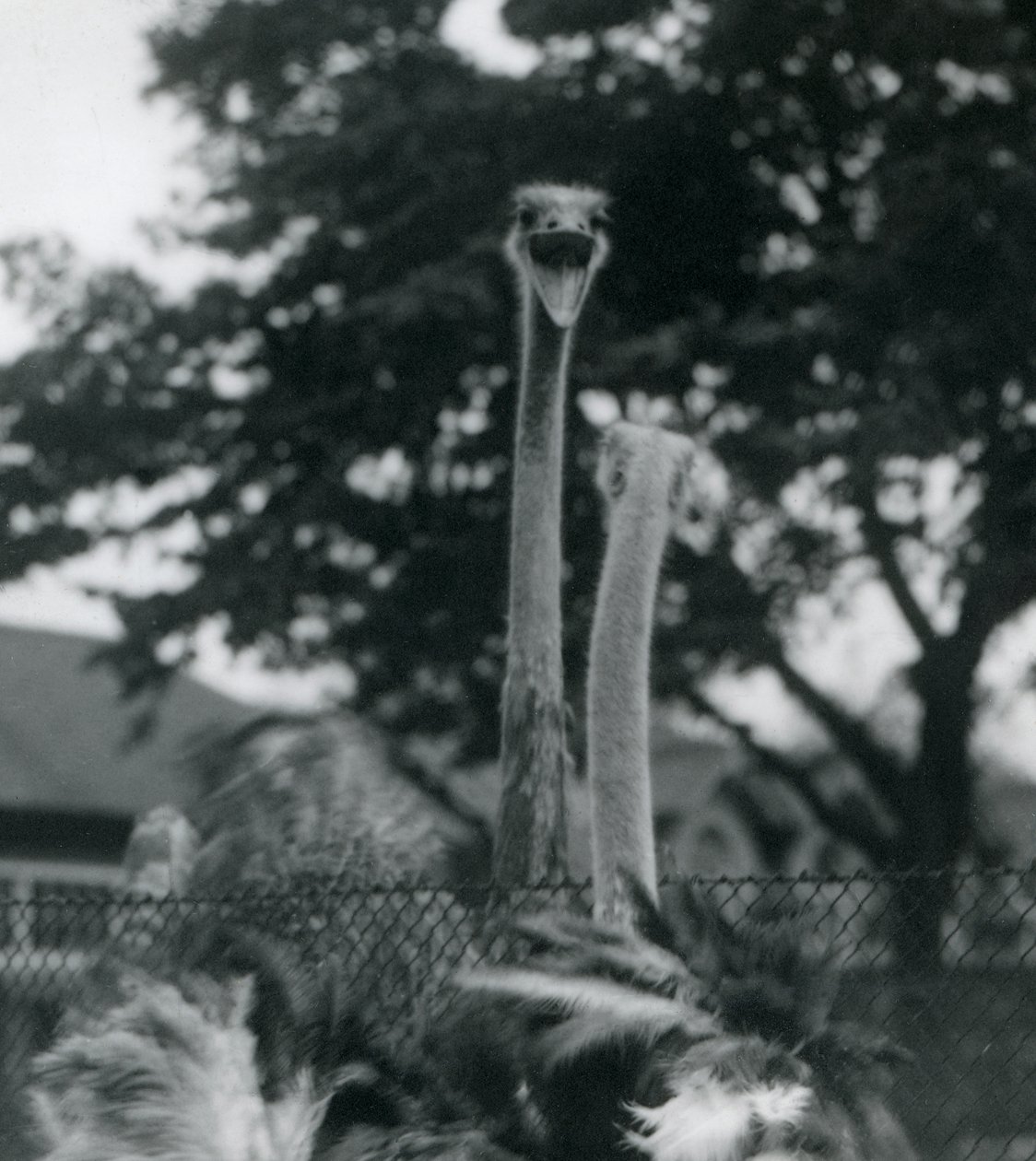 Deux autruches se saluent par-dessus une clôture au zoo de Londres - Frederick William Bond