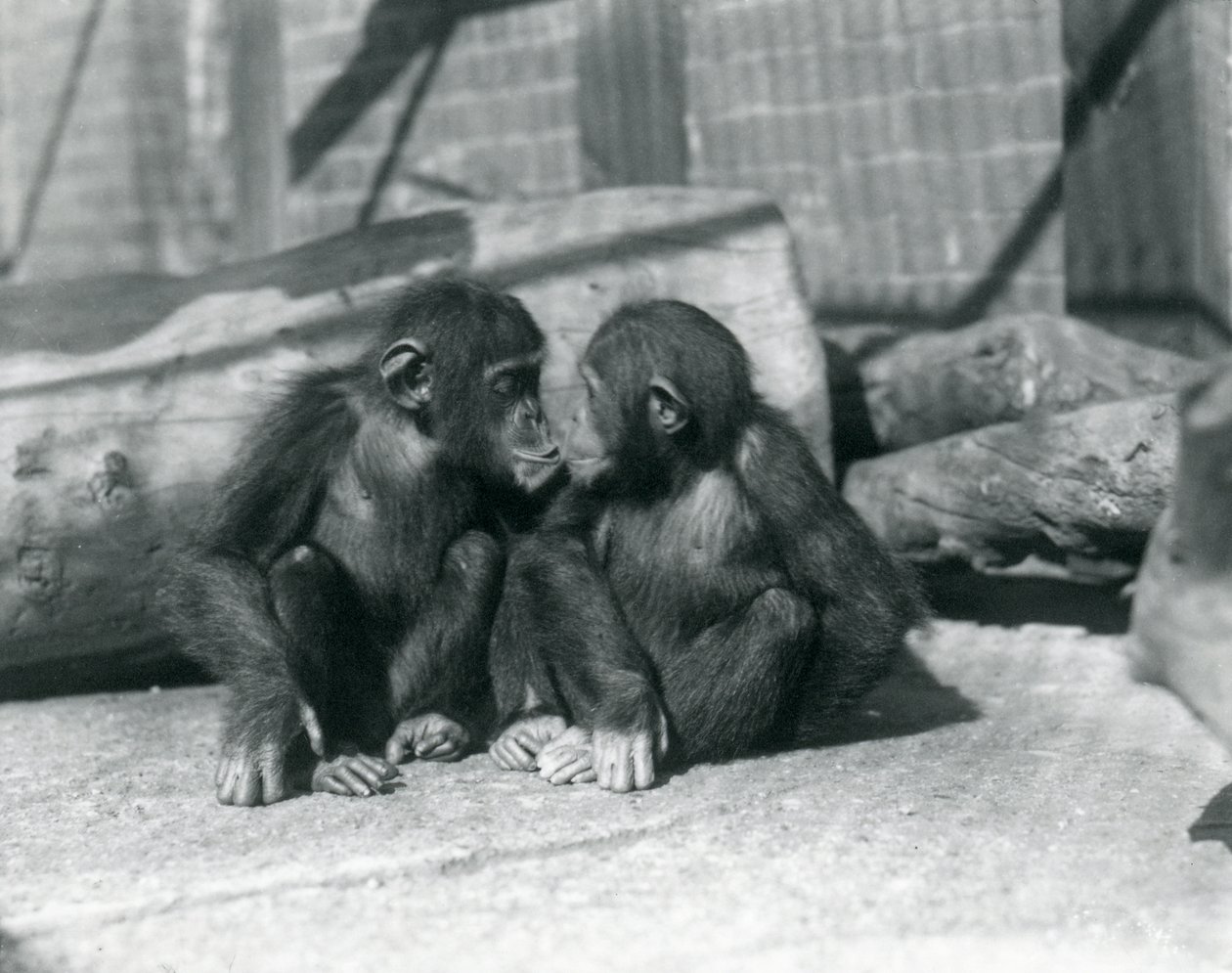 Deux jeunes chimpanzés, Boo boo et Bibi, s