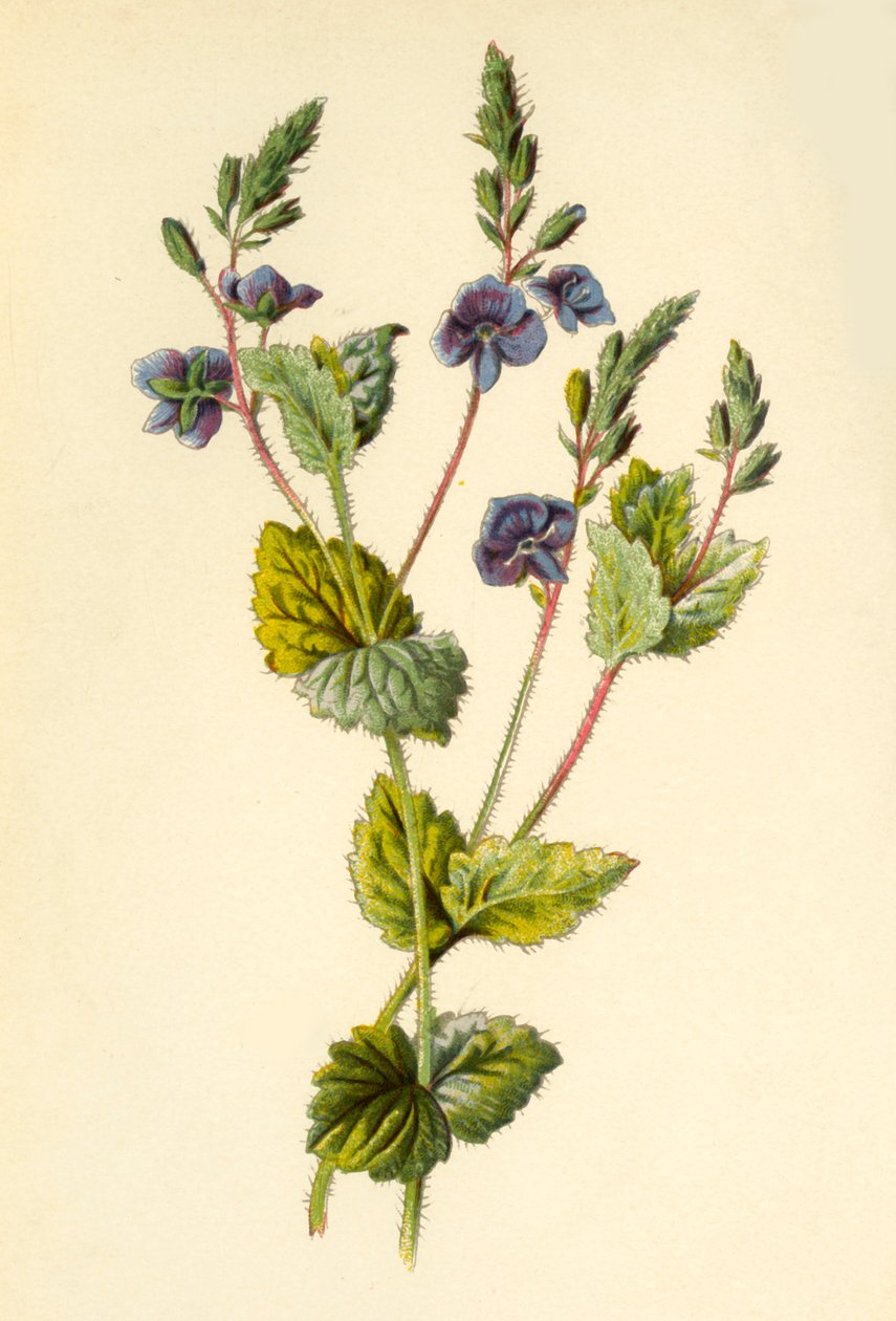 Véronique petit-chêne, 1877 - Frederick Edward Hulme