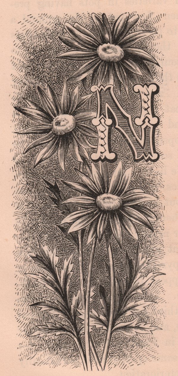 Lettre N, lettrine, gravure, par Frederick Edward Hulme, vers 1880 - Frederick Edward Hulme