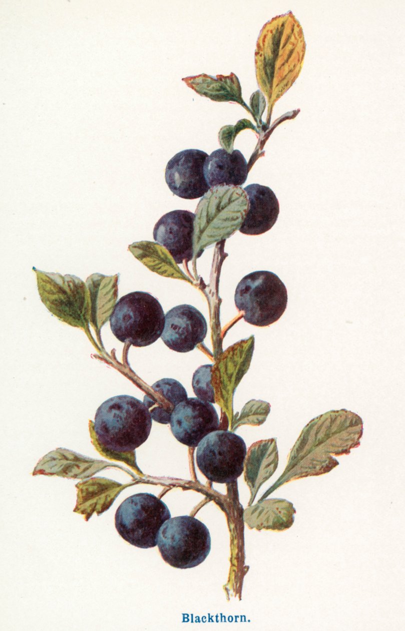 Fruits sauvages de la campagne : Le prunellier (lithographie couleur) - Frederick Edward Hulme