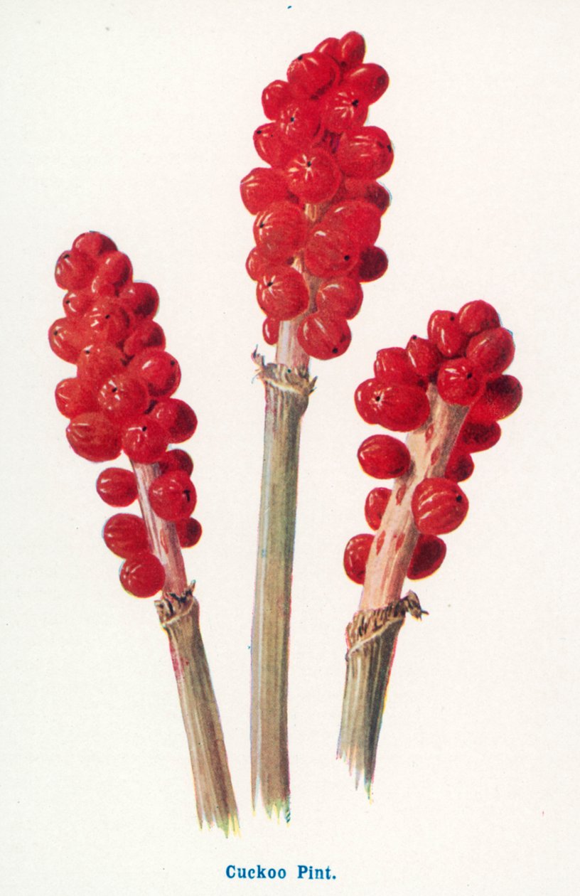 Fruits sauvages de la campagne : Pinte de coucou (lithographie couleur) - Frederick Edward Hulme