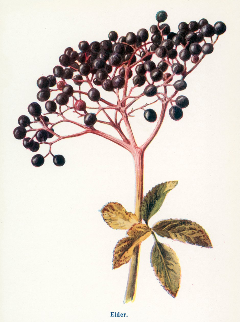 Fruits sauvages de la campagne : Sureau (lithographie couleur) - Frederick Edward Hulme