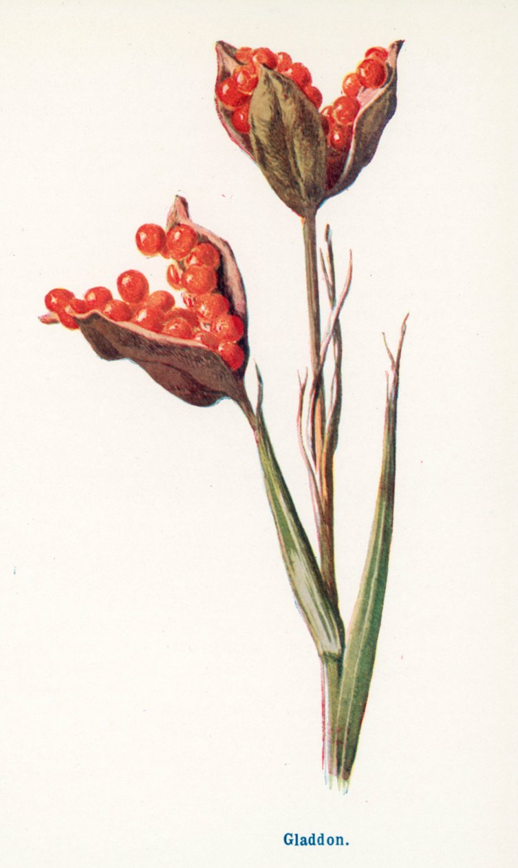 Fruits sauvages de la campagne : Gladdon (lithographie couleur) - Frederick Edward Hulme