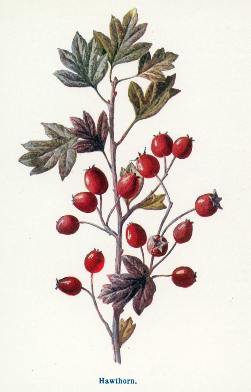Fruits sauvages de la campagne : l
