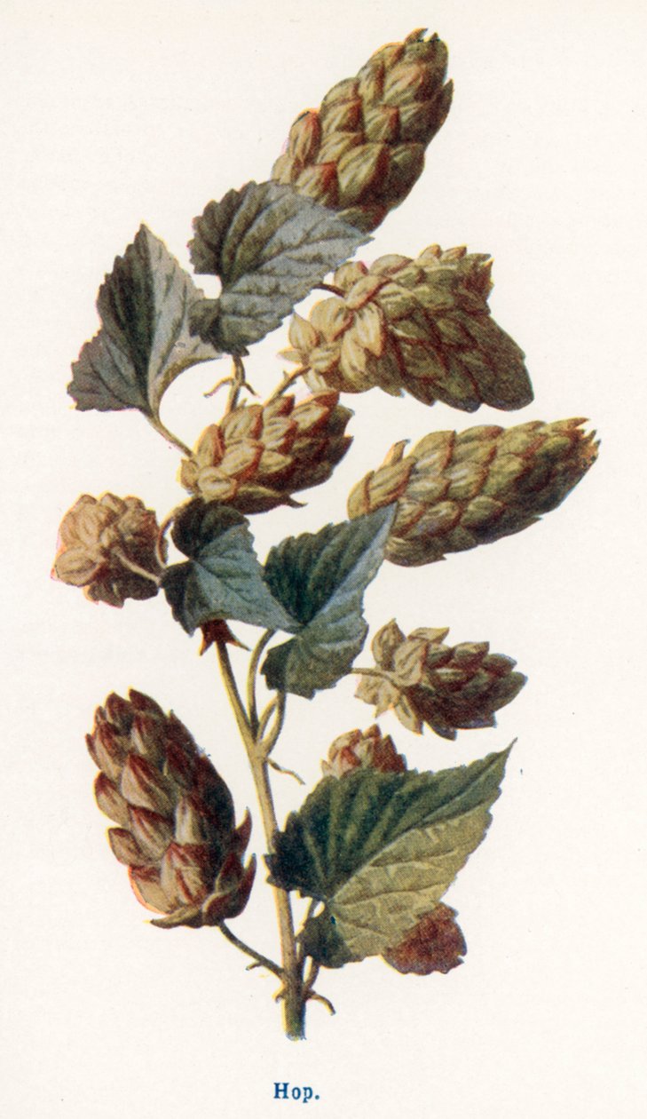 Fruits sauvages de la campagne : Hop (litho couleur) - Frederick Edward Hulme