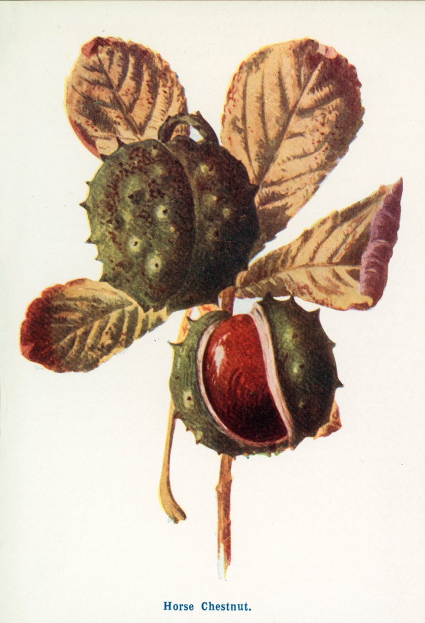 Fruits sauvages de la campagne : Marron d