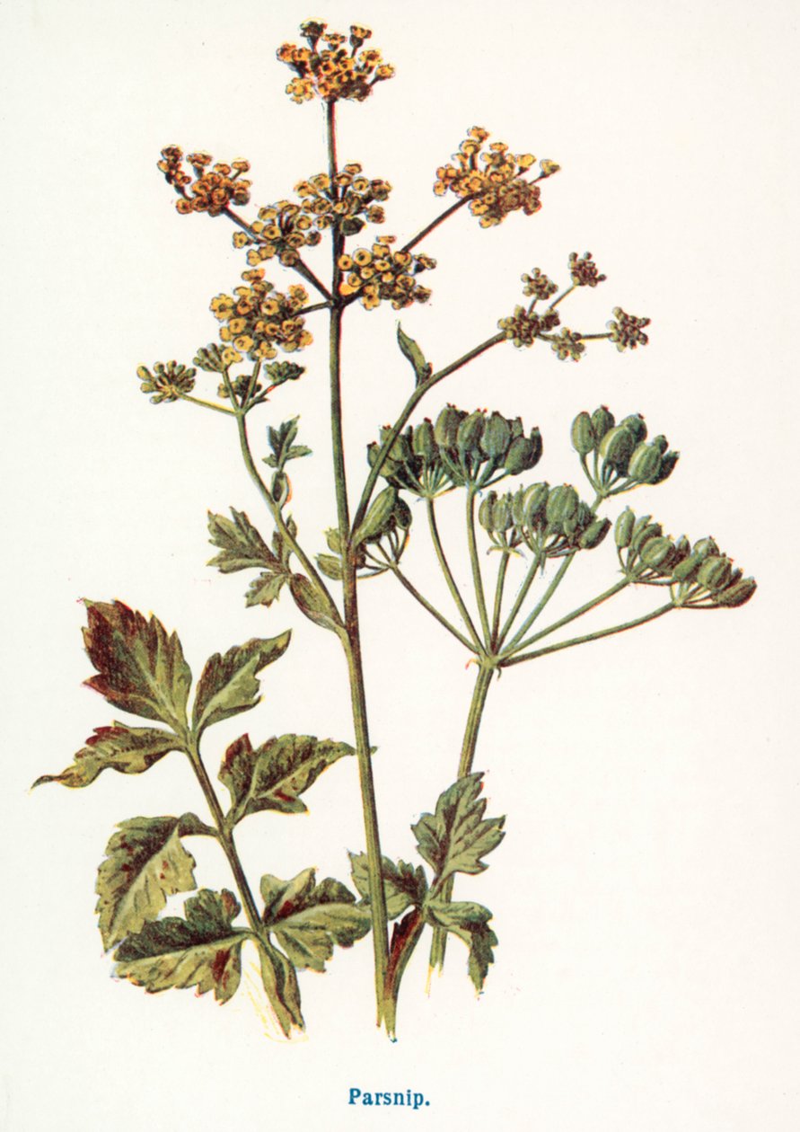 Fruits sauvages de la campagne : Panais (lithographie couleur) - Frederick Edward Hulme