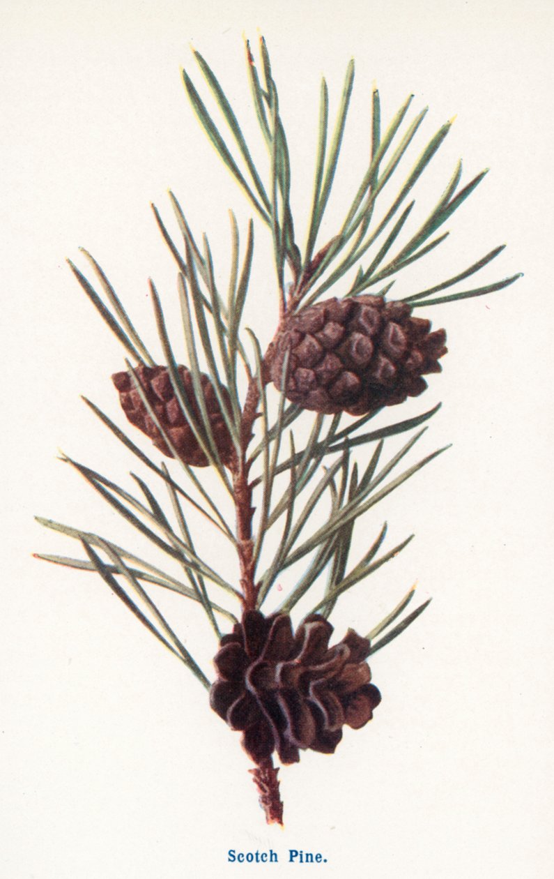 Fruits sauvages de la campagne : Pin sylvestre (lithographie couleur) - Frederick Edward Hulme