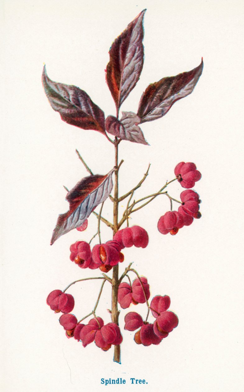 Fruits sauvages de la campagne : Arbre à fuseaux (lithographie couleur) - Frederick Edward Hulme