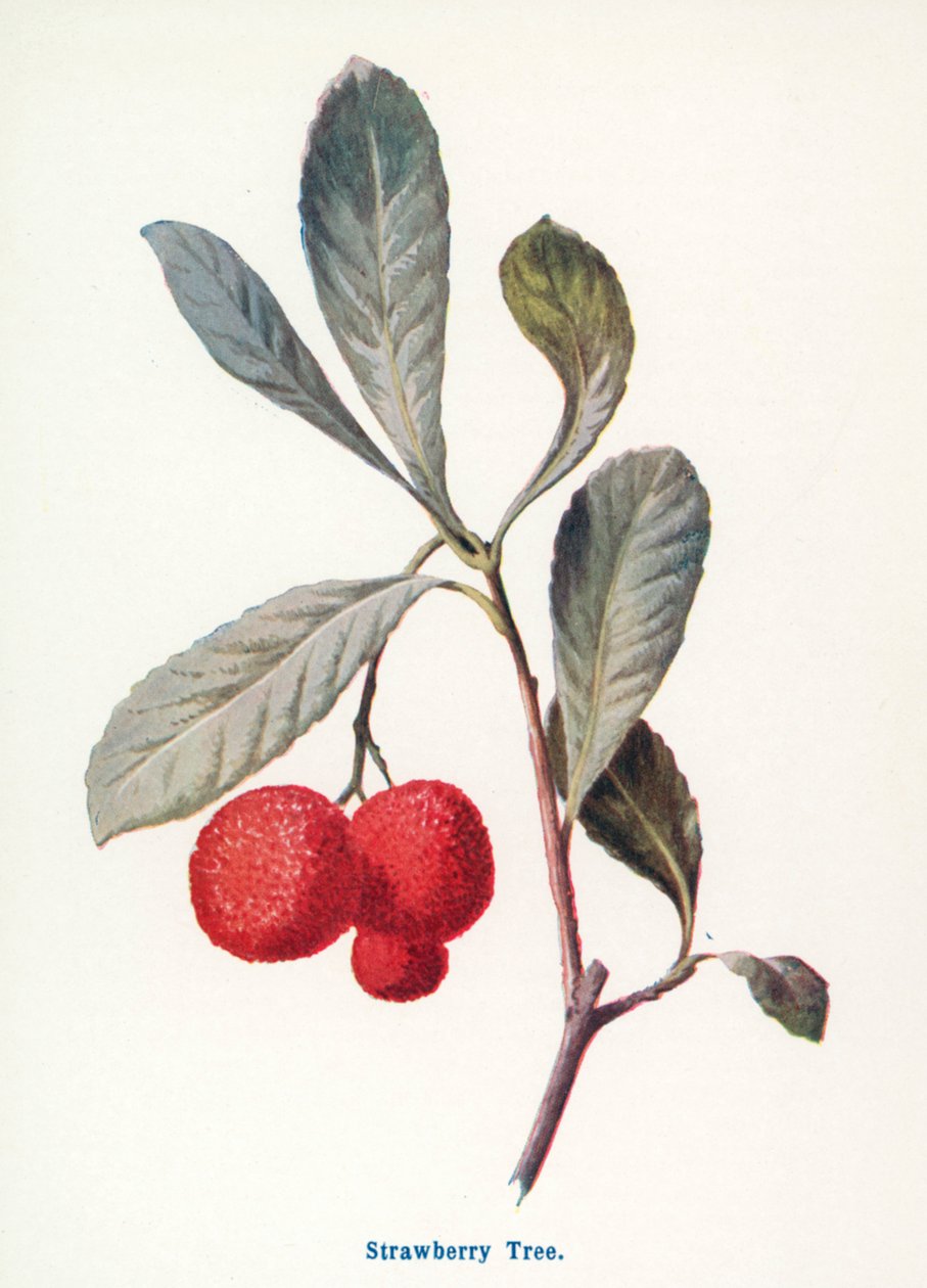 Fruits sauvages de la campagne : Fraisier (lithographie couleur) - Frederick Edward Hulme