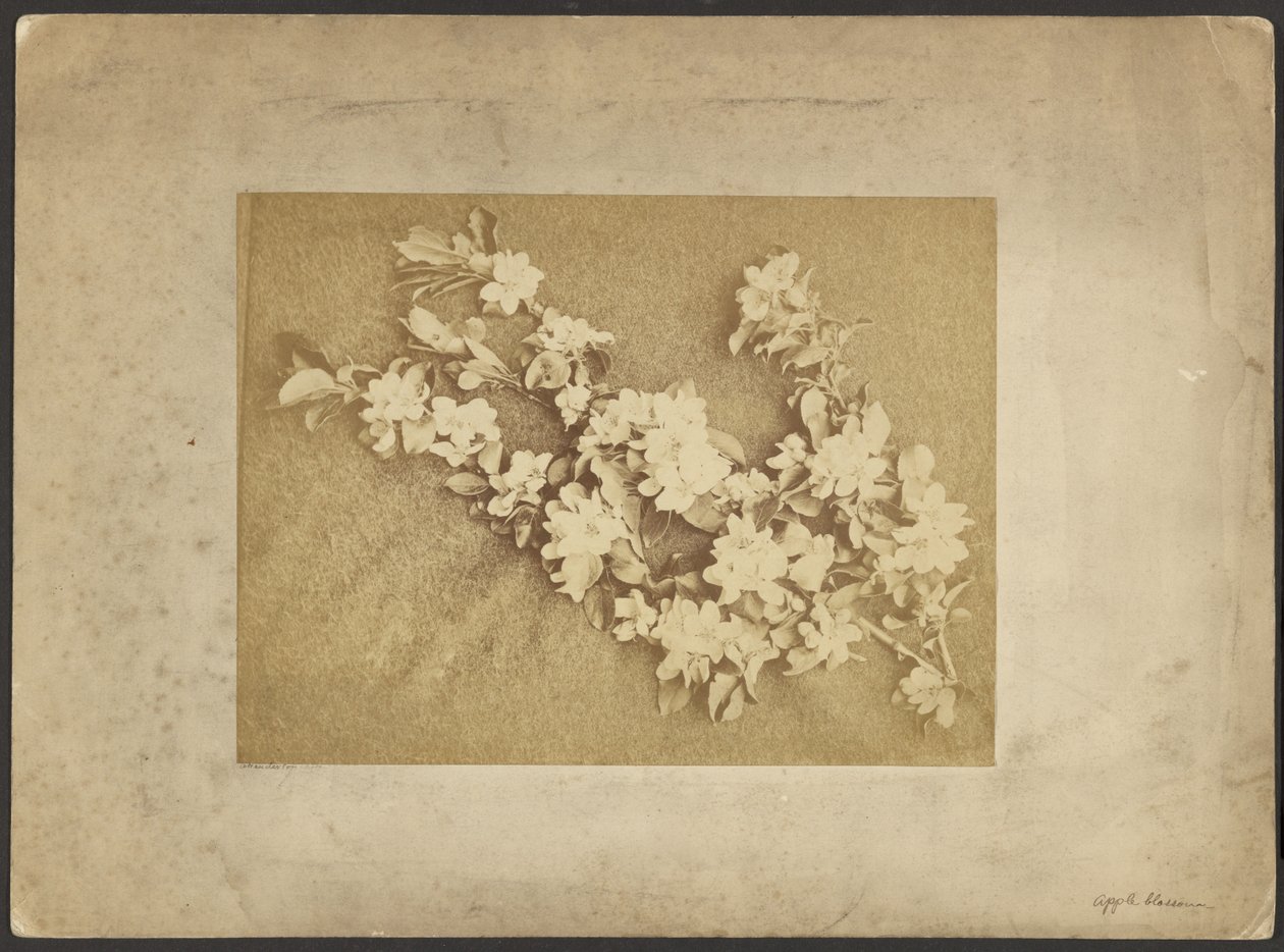 Fleur de pommier - Frederick H. Hollyer