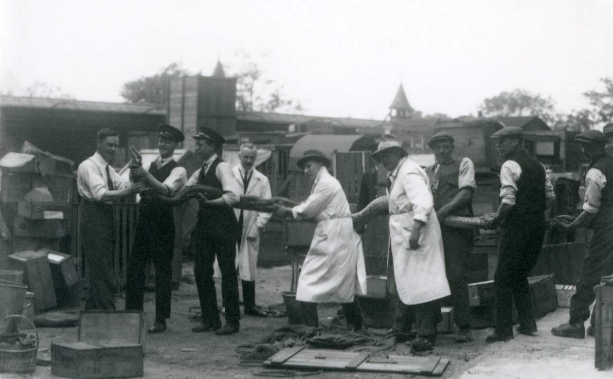 Un python de 6 mètres porté par onze membres du personnel de la Société zoologique, Zoo de Londres, juin 1925 - Frederick William Bond