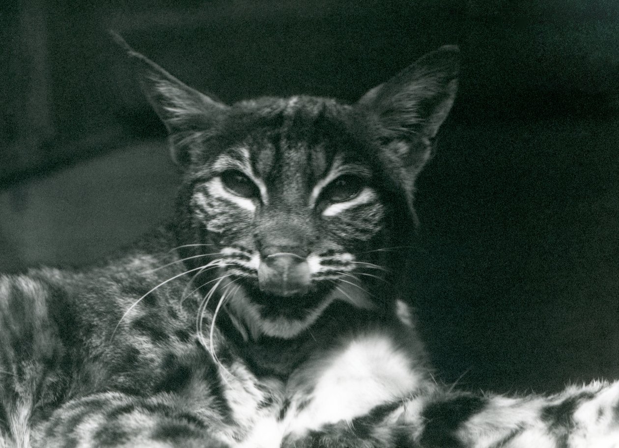 Un bébé lynx-bobcat se léchant les lèvres, Zoo de Londres, juin 1925 - Frederick William Bond