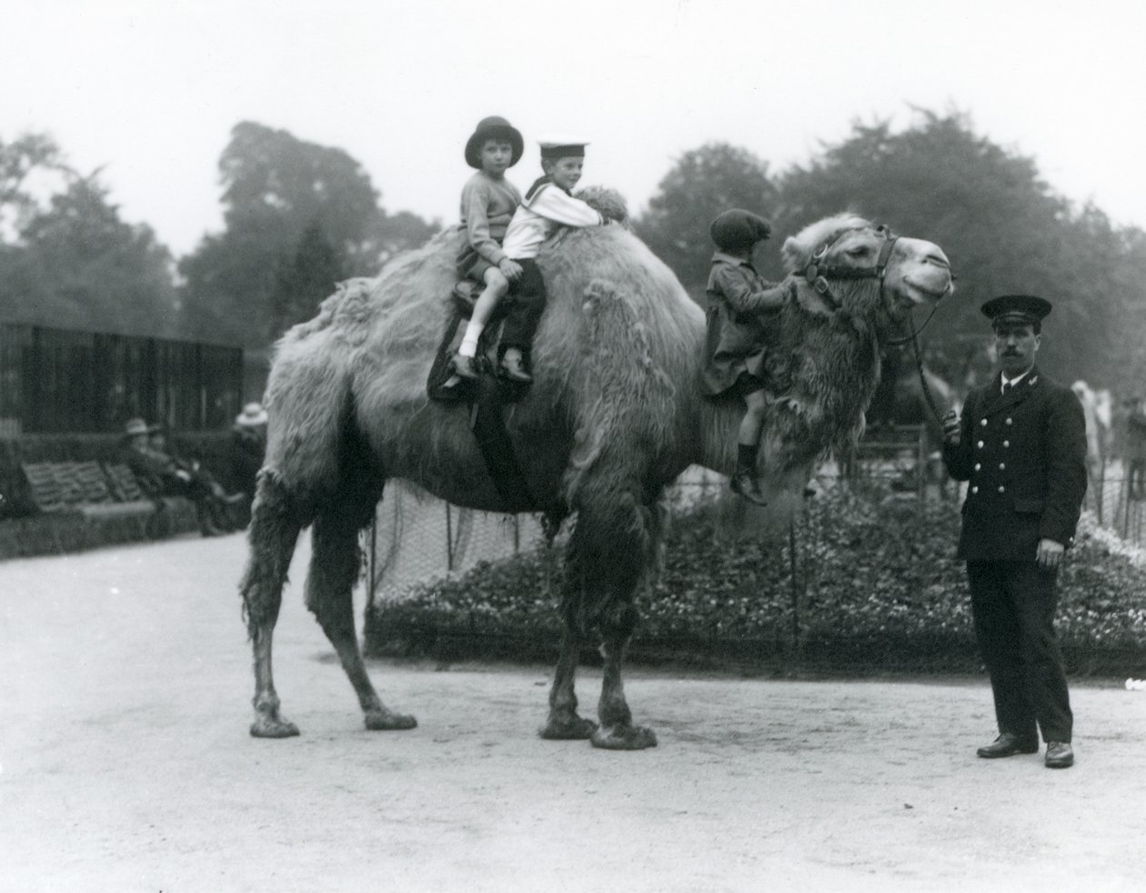 Promenade à dos de chameau de Bactriane avec le gardien Harry Warwick au zoo de Londres, juin 1924 - Frederick William Bond
