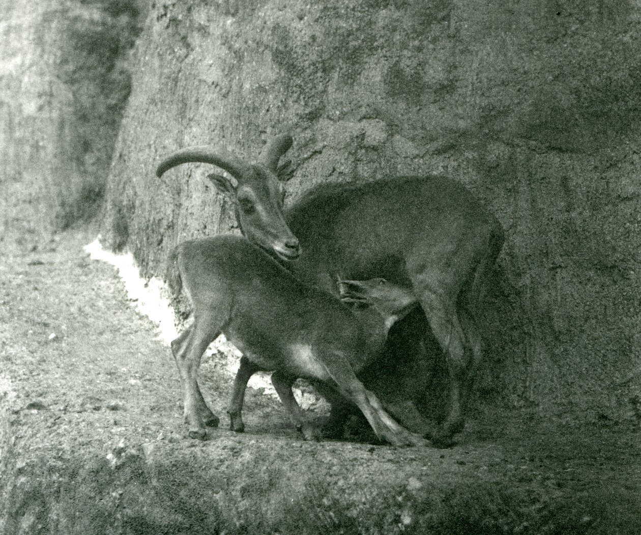 Un mouton de Barbarie nourrissant son agneau sur les terrasses Mappin, zoo de Londres, août 1927 - Frederick William Bond