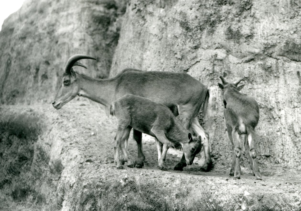 Un mouton de Barbarie avec ses deux jeunes sur les Terrasses Mappin, Zoo de Londres, août 1927 (photo n/b) - Frederick William Bond