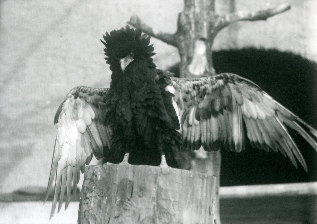 Un aigle bateleur sur une souche d