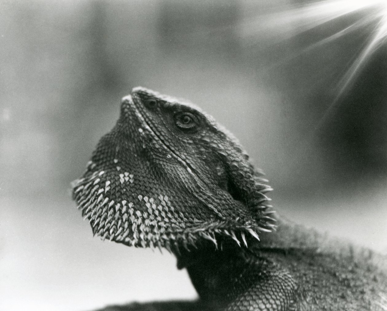 Un lézard barbu regardant vers le haut au zoo de Londres en 1930 - Frederick William Bond
