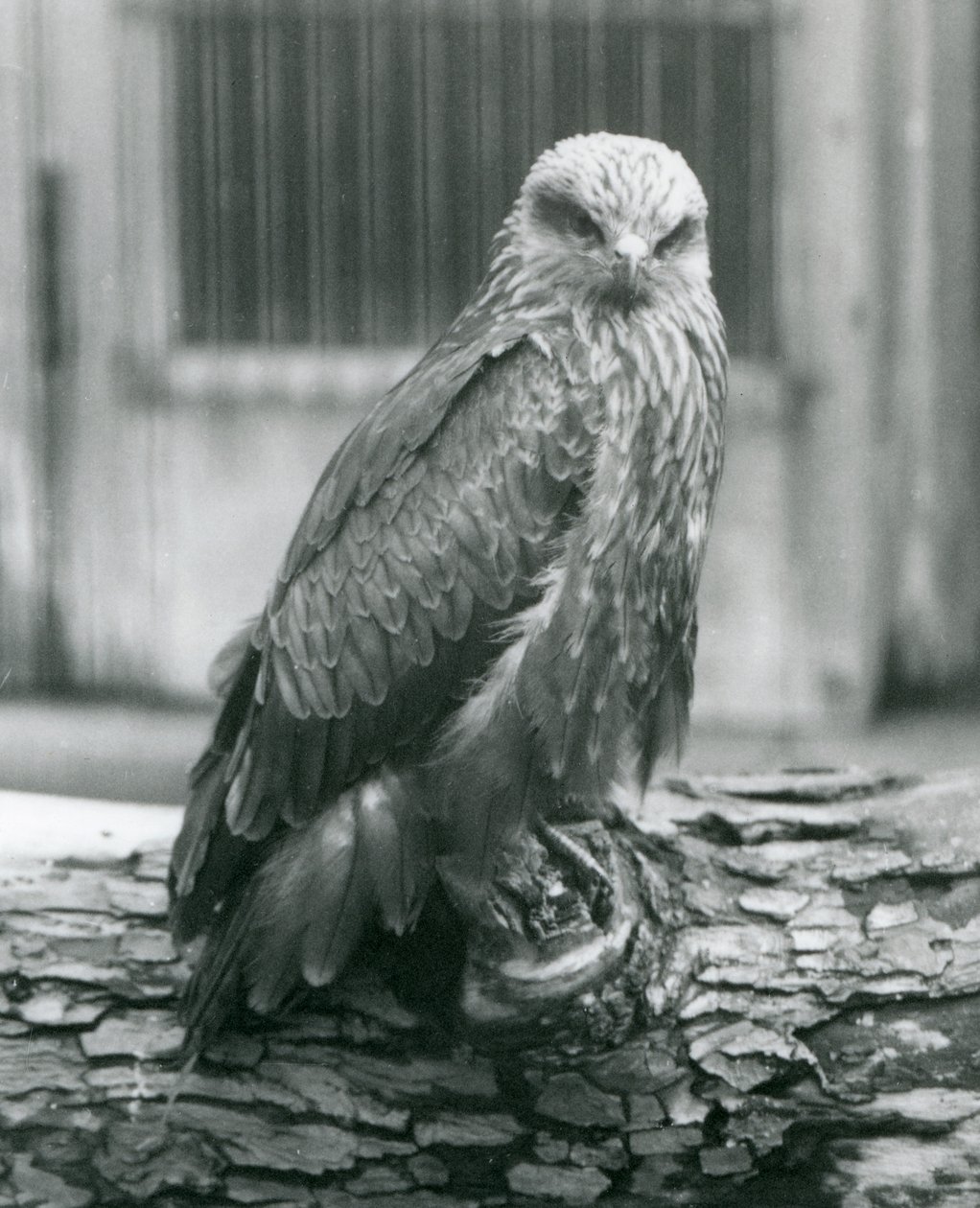 Un milan noir reposant sur une bûche, Zoo de Londres, août 1926 - Frederick William Bond