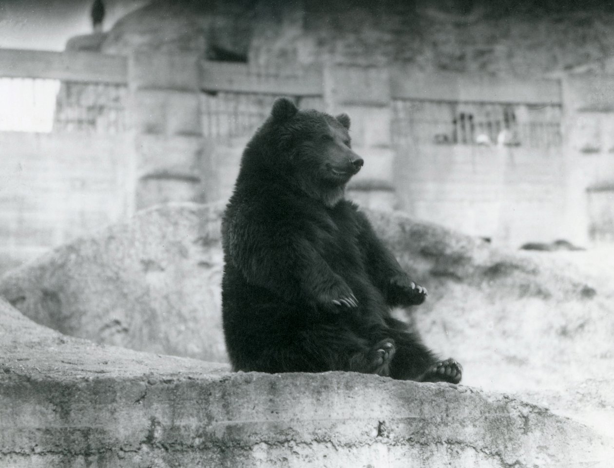 Un Ours brun assis dans son enclos au pied des Terrasses Mappin au Zoo de Londres, septembre 1921 - Frederick William Bond