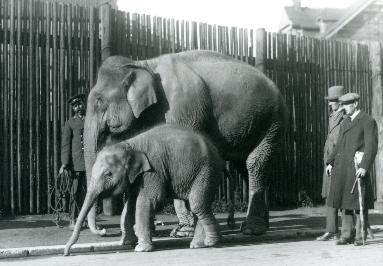 Un éléphant birman et son petit promenés par leur gardien, tandis que deux autres hommes regardent - Frederick William Bond