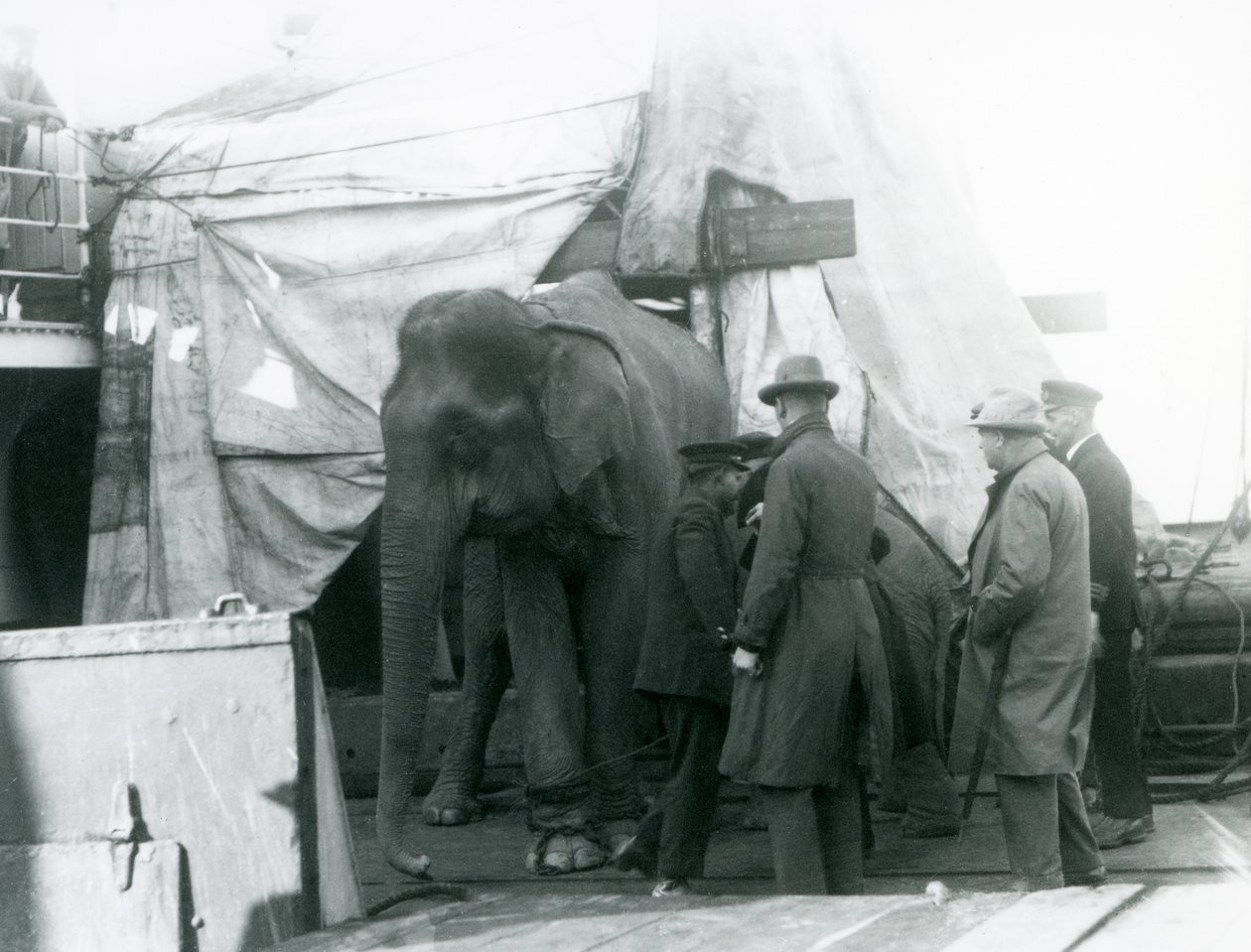 Un éléphant birman abrité partiellement sous une bâche sur le pont, avec un dresseur et quatre autres hommes, voyageant vers le Zoo de Londres en 1927 (photo n/b) - Frederick William Bond