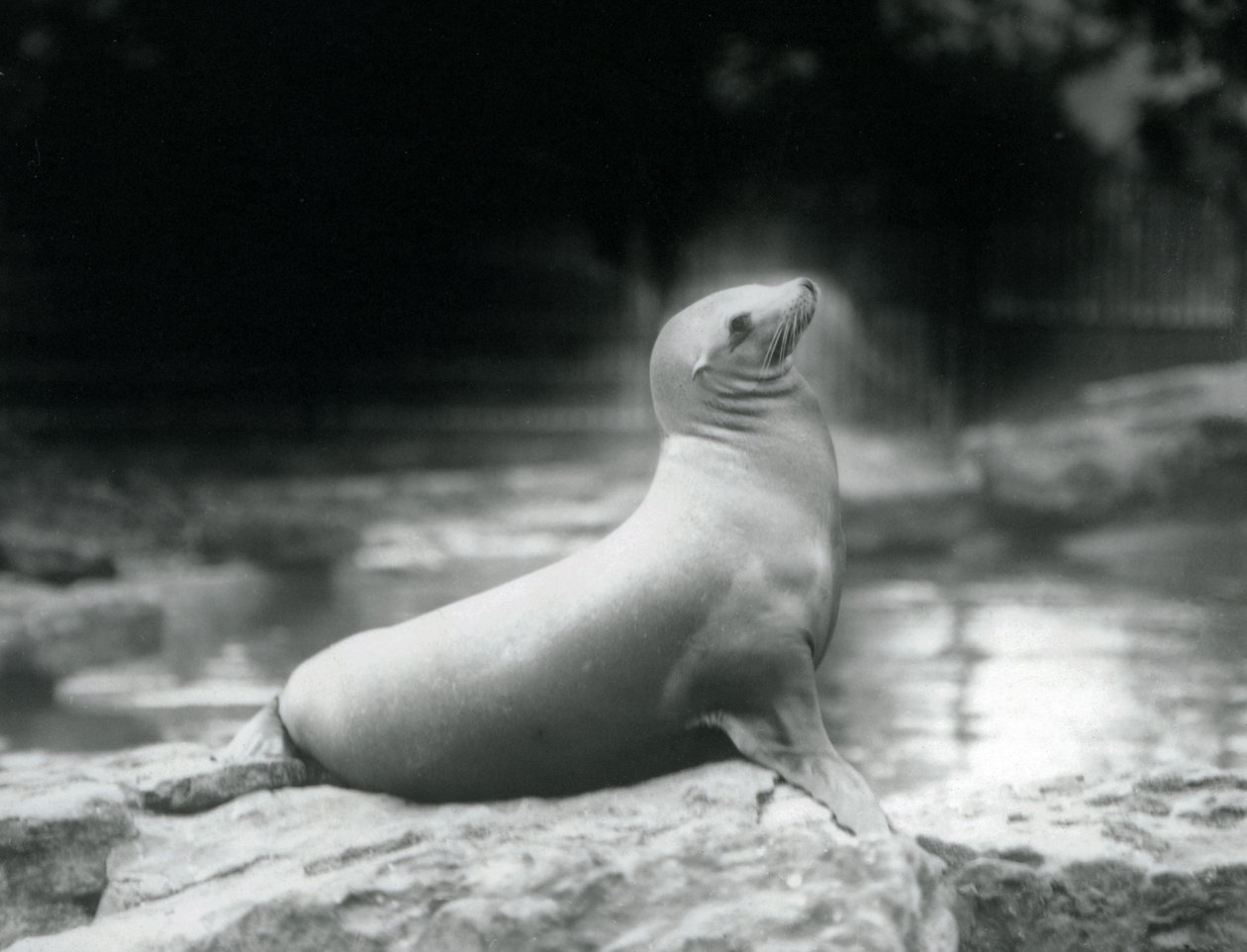 Une otarie de Californie assise sur un rocher près de son bassin, Zoo de Londres, septembre 1925 - Frederick William Bond