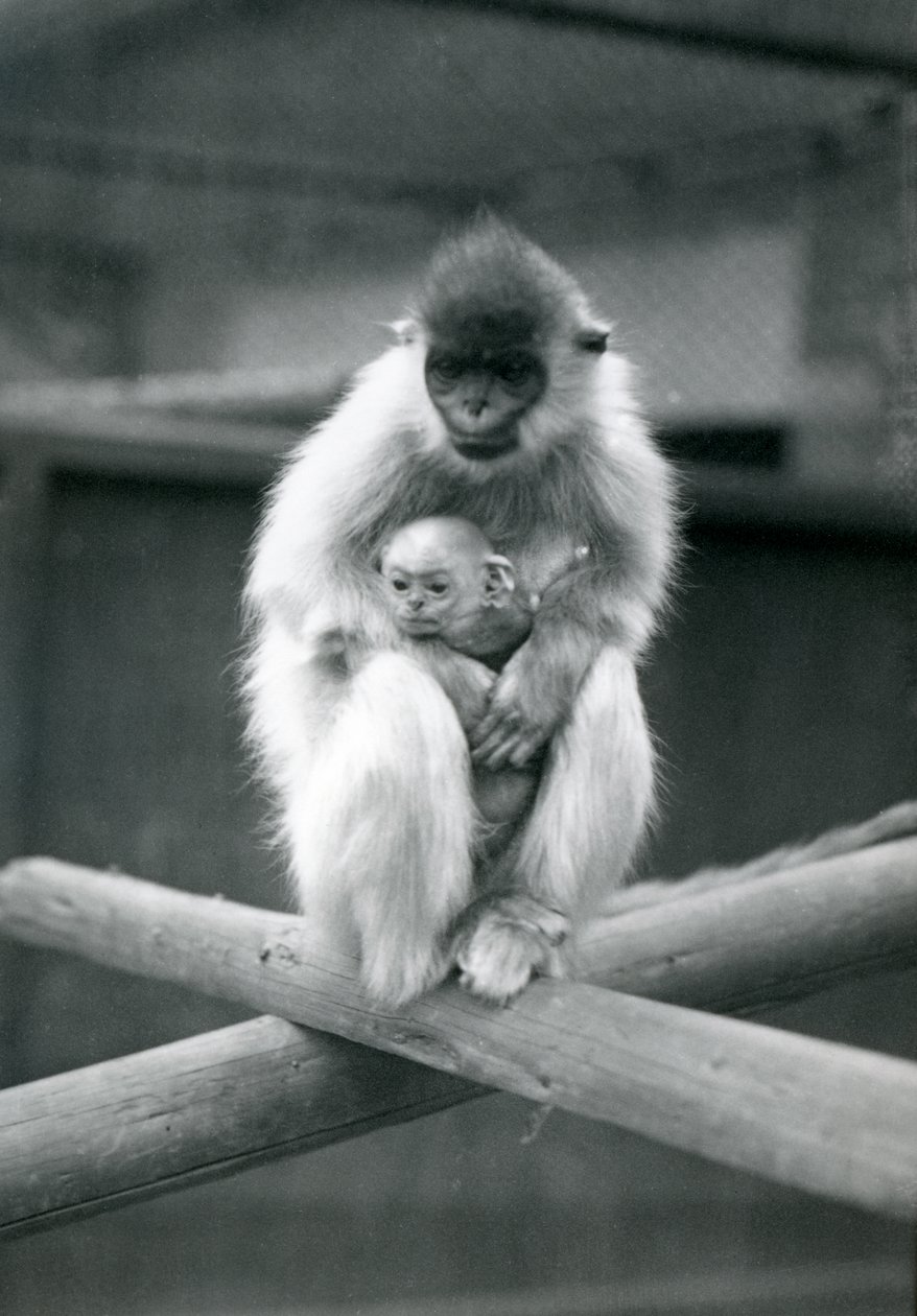 Un langur coiffé tenant un bébé assis sur une poutre. Zoo de Londres, 6 octobre 1913 - Frederick William Bond