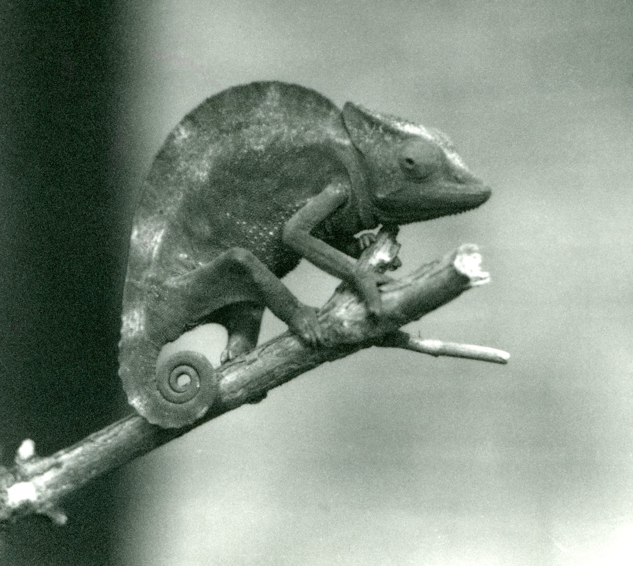 Un caméléon accroché à l