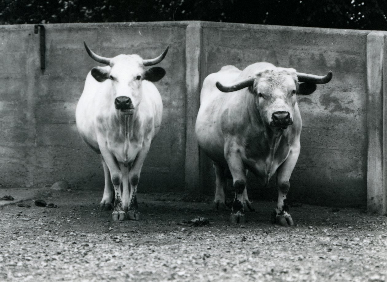 Un taureau et une vache Chartley au zoo de Londres, juillet 1924 - Frederick William Bond
