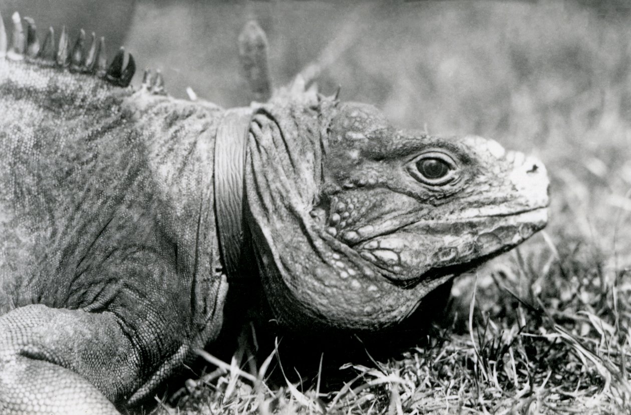 Un Iguane des rochers nuageux, Methuselah, portant un collier, marchant sur une pelouse au Zoo de Londres, juillet 1924 - Frederick William Bond