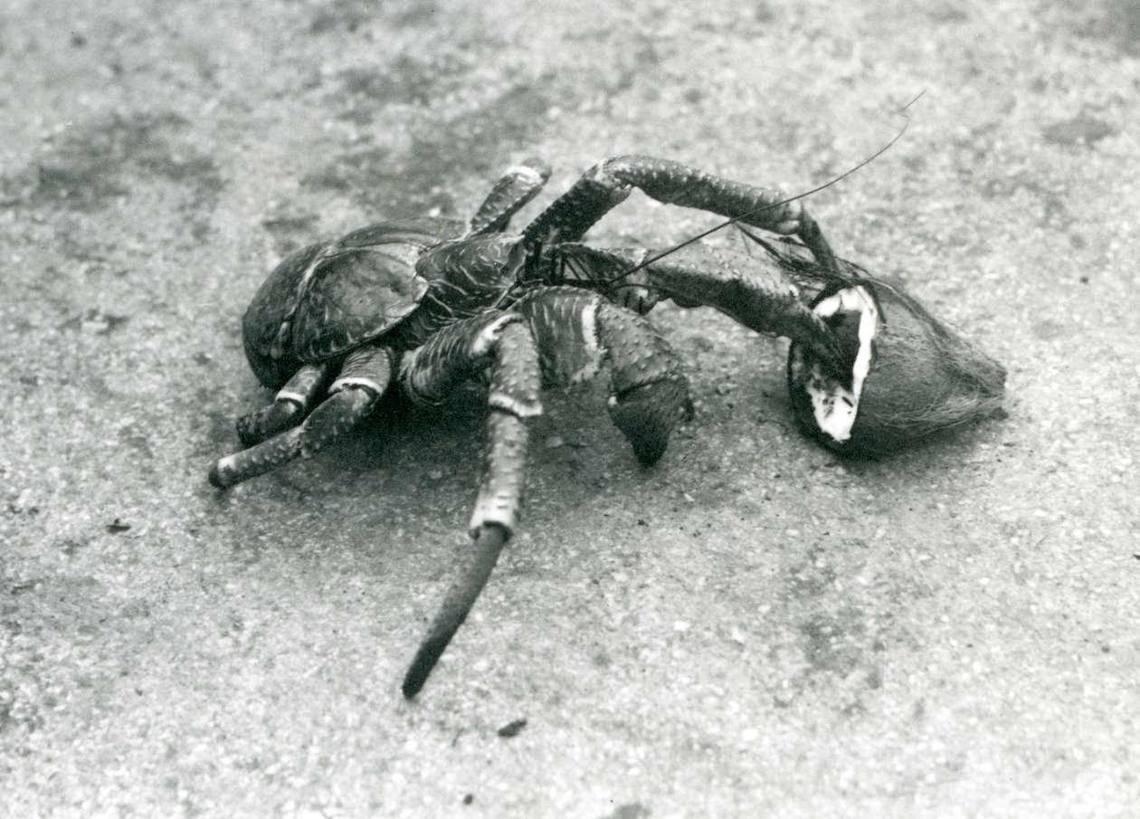 Un crabe de cocotier se nourrissant de noix de coco, Zoo de Londres, juillet 1927 - Frederick William Bond