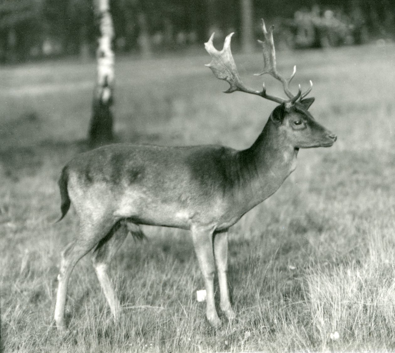 Un daim au Zoo de Londres en octobre 1924 - Frederick William Bond