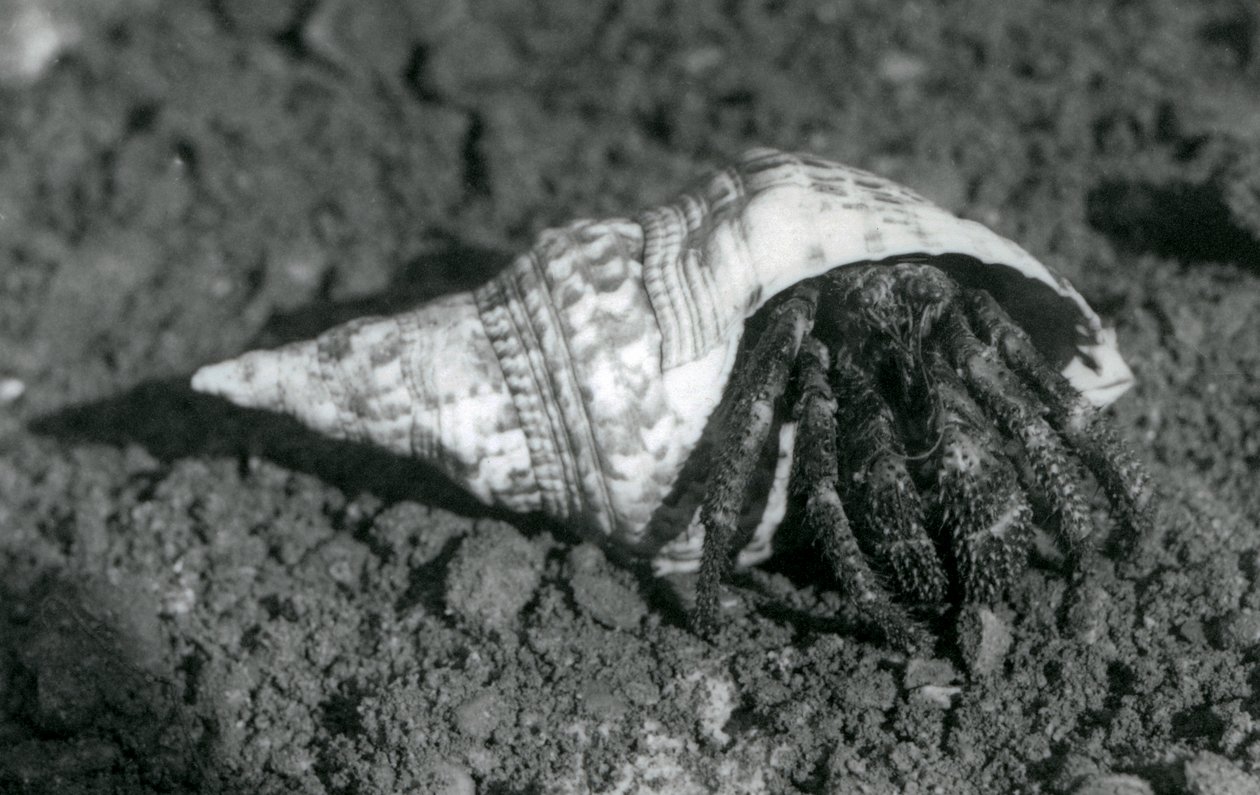 Un crabe ermite géant dans sa coquille, Zoo de Londres en 1925 - Frederick William Bond