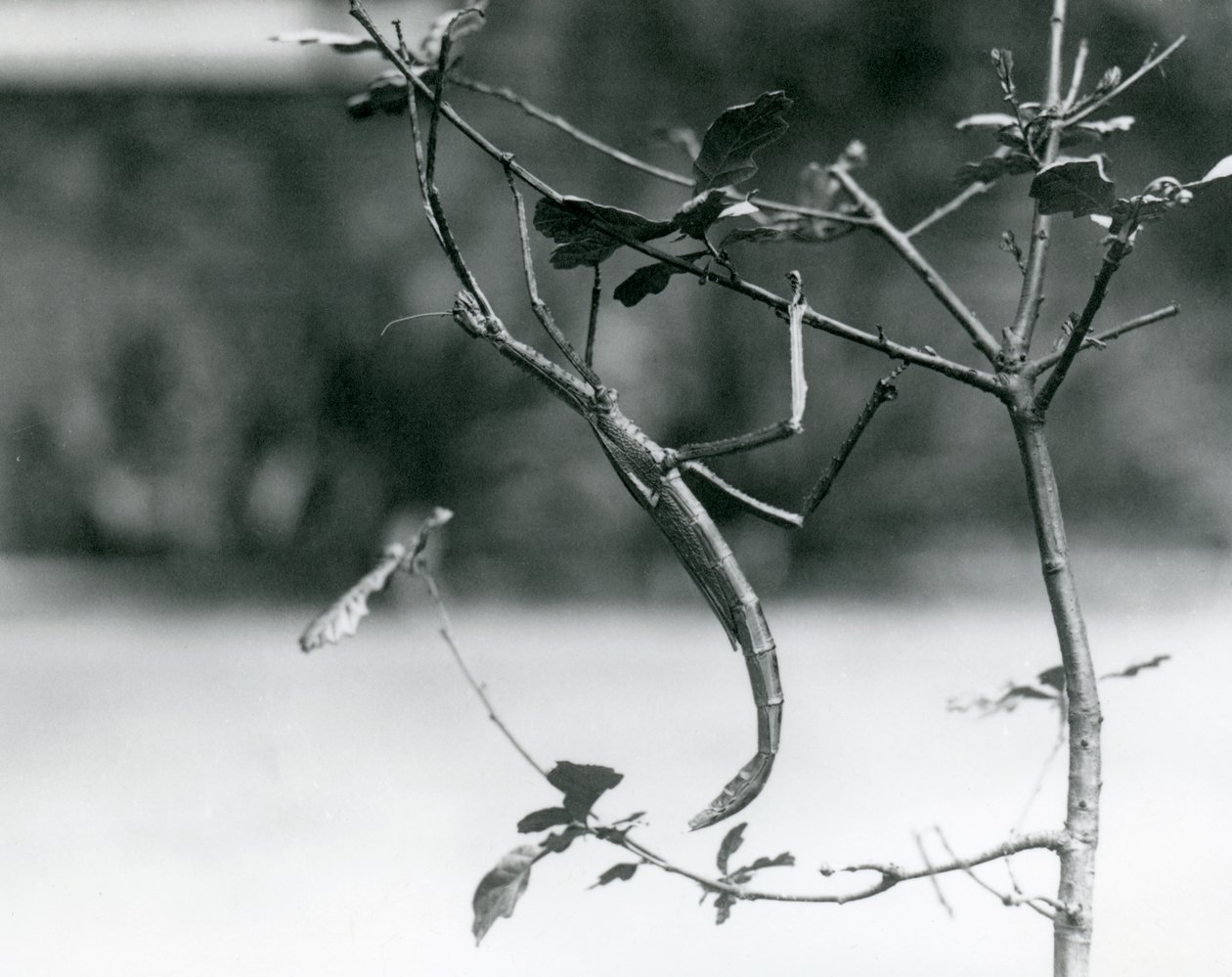 Un insecte bâton géant camouflé sur une branche au Zoo de Londres en 1923 - Frederick William Bond
