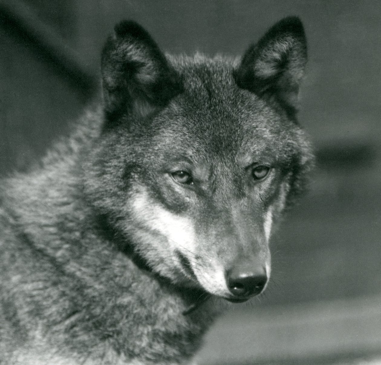 Un loup gris au zoo de Londres, 1925 - Frederick William Bond