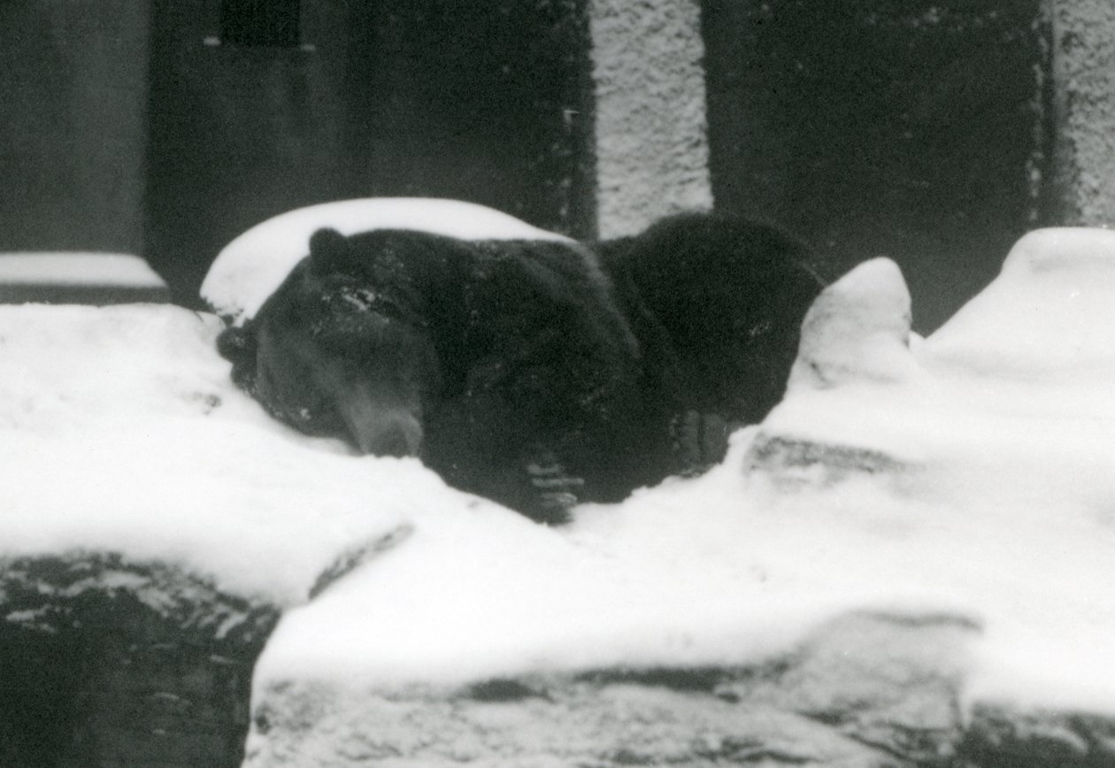 Un grizzly endormi dans la neige, Zoo de Londres, 1924 - Frederick William Bond