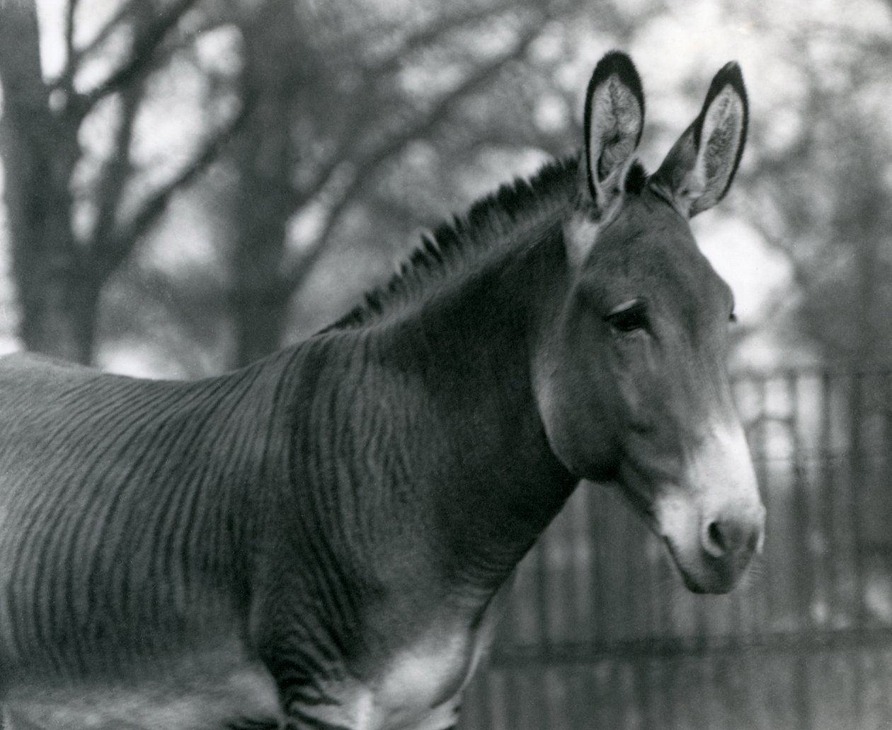Un zèbre hybride au Zoo de Londres en juillet 1924 - Frederick William Bond