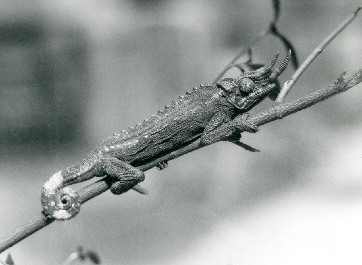 Un caméléon de Jackson accroché à une branche, zoo de Londres, août 1926 - Frederick William Bond