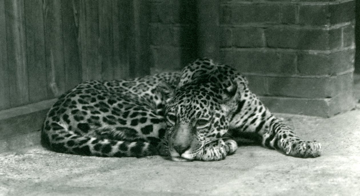 Un jaguar se reposant au zoo de Londres en juin 1924 - Frederick William Bond