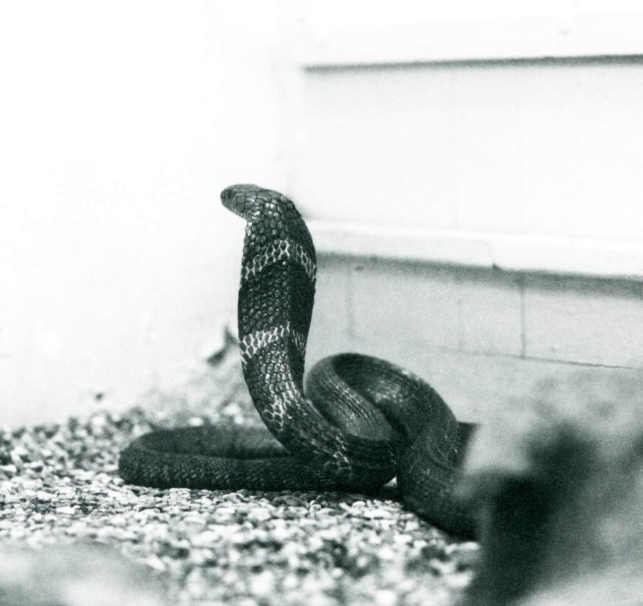 Un cobra royal au Zoo de Londres, octobre 1925 - Frederick William Bond