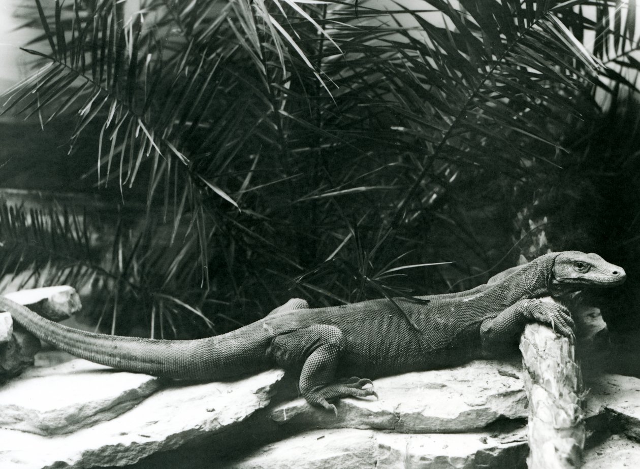 Un dragon de Komodo reposant son cou et ses pattes avant contre une bûche au zoo de Londres en juin 1927 - Frederick William Bond